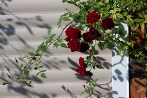 red flowers growing on white security roller shutters